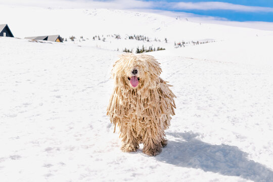 Hungarian white purebred puli breed dog,shepherd dog with dreadlock outdoor lying on snow at winter in mountains