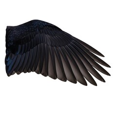 Naklejka premium Detailed Raven Wing Isolated on White Background - Avian Anatomy and Feather Structure.