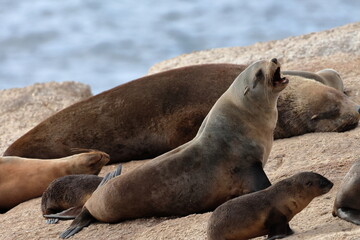 Australian fur seal