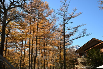 秋の上高地　カラマツの紅葉
