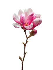A delicate pink magnolia flower stands gracefully against a stark black background, showcasing its soft petals and elegant structure on transparent background