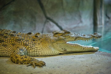 Real crocodile head close up view. Detail skin texture reptile