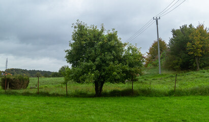 A lush, solitary green tree against a backdrop of trimmed grass and a cloudy sky