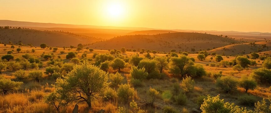 Weite goldene Savannenlandschaft unter strahlender Sonne, mit vereinzelten Akazienb&auml;umen und sanften H&uuml;geln am Horizont,  abgelegen,  Pr&auml;rie