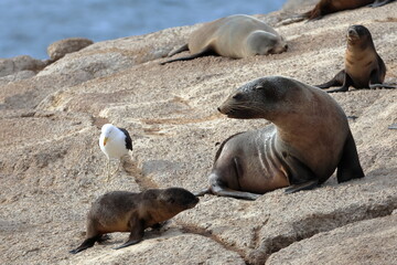 australian fur seal