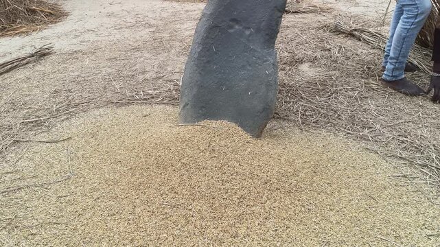 Farmer Rice plants thrashed on the rock. To separate the grains, the rice plants are cherished by striking them against a large stone. Traditional methods of threshing grain in India. Agriculture work