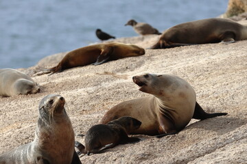 Naklejka premium australian fur seal