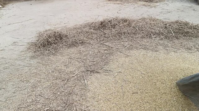 Farmer Rice plants thrashed on the rock. To separate the grains, the rice plants are cherished by striking them against a large stone. Traditional methods of threshing grain in India. Agriculture work