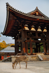 Traditional Japanese Temple Bell Structure With Deer in Foreground at Sunset. Nara City, Japan