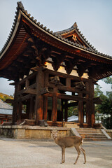 Traditional Japanese Temple Bell Structure With Deer in Foreground at Sunset. Nara City, Japan