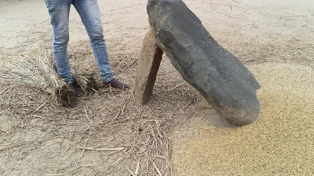 Farmer Rice plants thrashed on the rock. To separate the grains, the rice plants are cherished by striking them against a large stone. Traditional methods of threshing grain in India. Agriculture work