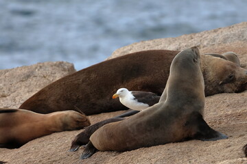 australian fur seal