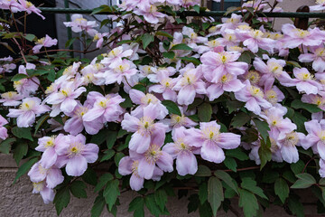 Naklejka premium Beautiful and very fragrant clematis mayline flowers in the garden.