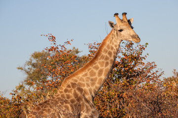A wild Giraffe in Zimbabwe, Africa
