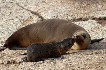 Australian fur seal