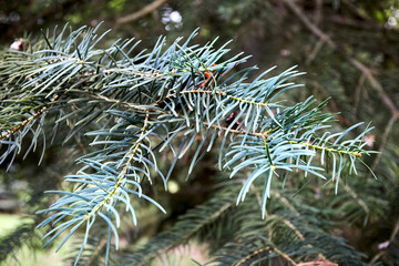 Abies concolor, the white fir, concolor fir or Colorado fir coniferous tree pine family Pinaceae. White Fir Abies concolor coniferous evergreen pine tree needles close-up over out of focus background