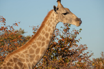 A wild Giraffe in Zimbabwe, Africa