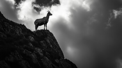 Majestic Ibex Silhouette on Rocky Mountain Peak Under Dramatic Cloudy Sky