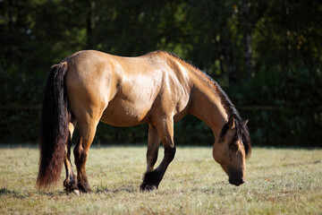Sorrel draft cob horse grazing in the summer meadow