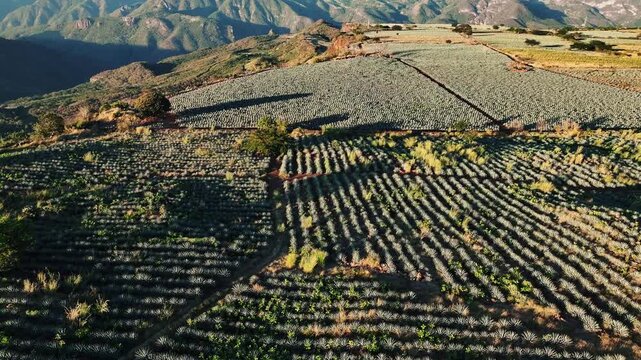 Aerial view of patterned agave fields creating contrasting lines and shadows across the landscape, Jalisco, Mexico.