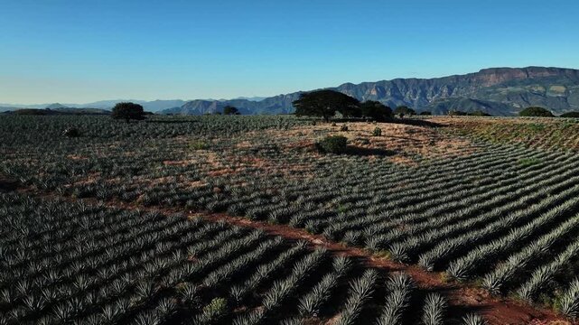 Aerial view of neatly organized agave fields stretching under the clear sky, creating a textured landscape, Jalisco, Mexico.