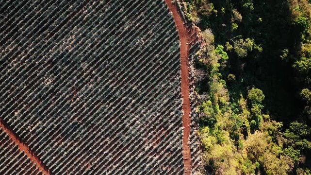 Aerial view of an agave field creating striking parallel lines, contrasting with the lush green forest edge, Tequila, Jalisco, Mexico.