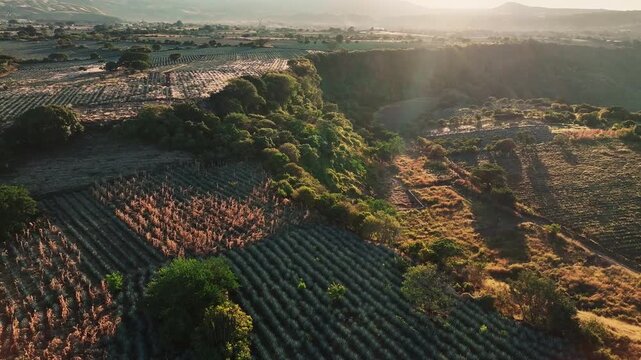 Aerial view of neatly organized agave fields contrasting with the wild, untamed hills under the warm glow of the sun, Jalisco, Mexico.