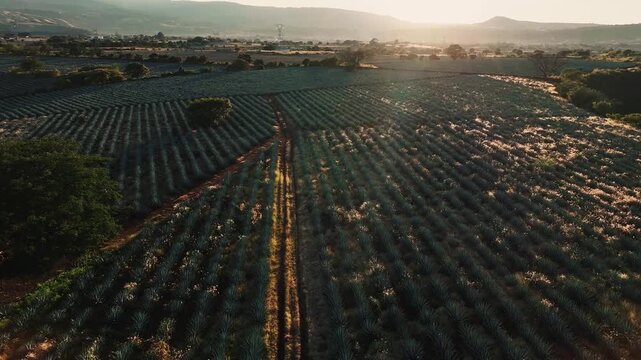 Aerial view of vast agave fields, the sun casting long shadows across the neatly arranged rows, creating a textured tapestry of green and brown, Jalisco, Mexico.