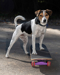 A jack russel dog on a skateboard