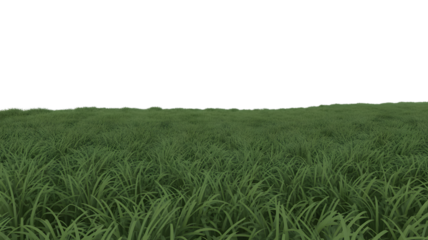 green grass field under the sky . Isolated on transparent background, png