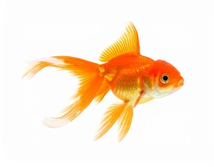 Photo of a goldfish isolated on a white background. Vibrant freshwater aquarium fish, ideal for pet, aquatic, and nature photography projects