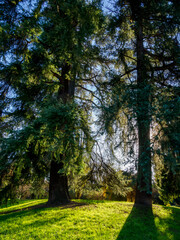 Fototapeta premium Autumn at Parco Sempione, Milan