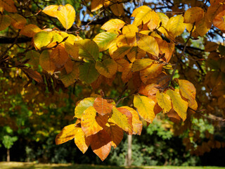Autumn at Parco Sempione, Milan