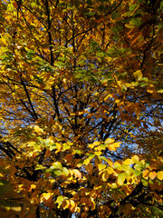 Autumn at Parco Sempione, Milan