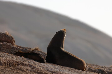 australian fur seal