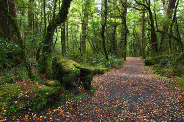 Lake Gunn Nature Walk new Milford Sound, Fiordland National Park, South Island, New Zealand