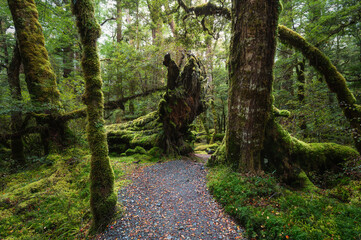 Lake Gunn Nature Walk new Milford Sound, Fiordland National Park, South Island, New Zealand
