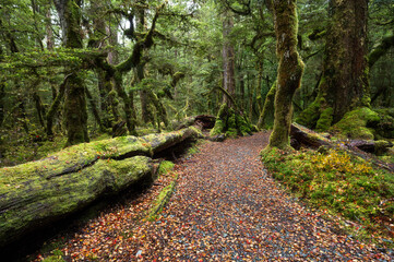 Lake Gunn Nature Walk new Milford Sound, Fiordland National Park, South Island, New Zealand