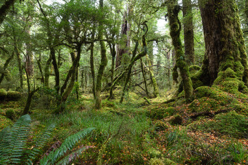 Lake Gunn Nature Walk new Milford Sound, Fiordland National Park, South Island, New Zealand