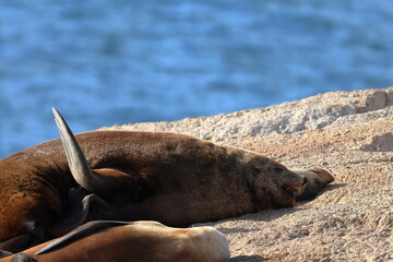 Australian fur seal