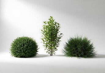 A collection of three diverse green shrubs showcased in a simple studio setting against a white background