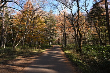秋の上高地　カラマツの紅葉