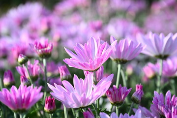 新潟市南区で栽培される食用菊かきのもと（新潟県新潟市南区）