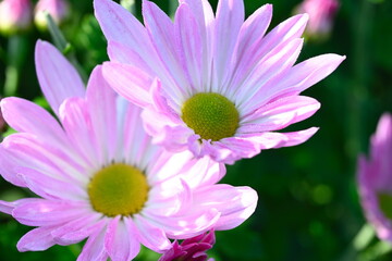 新潟市南区で栽培される食用菊かきのもと（新潟県新潟市南区）