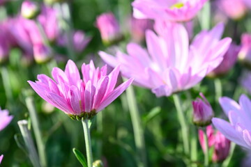 新潟市南区で栽培される食用菊かきのもと（新潟県新潟市南区）