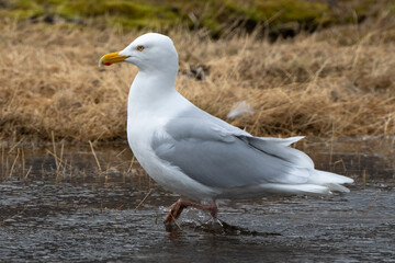 Obraz premium Goéland bourgmestre