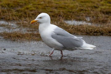Goéland bourgmestre