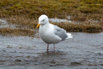Goéland bourgmestre