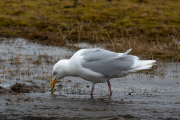 Go&eacute;land bourgmestre