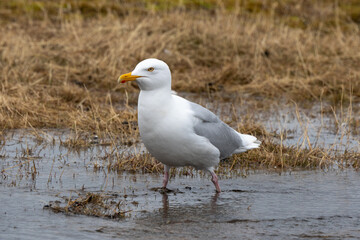 Go&eacute;land bourgmestre